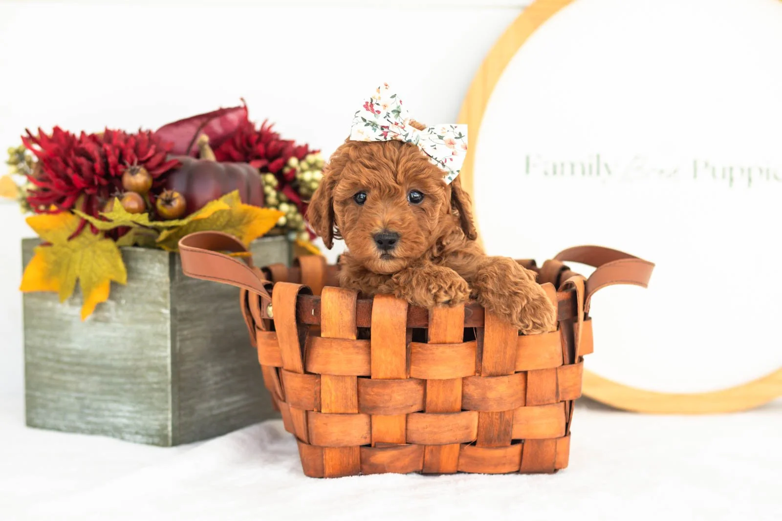 Lace goldendoodle for sale(2).jpg