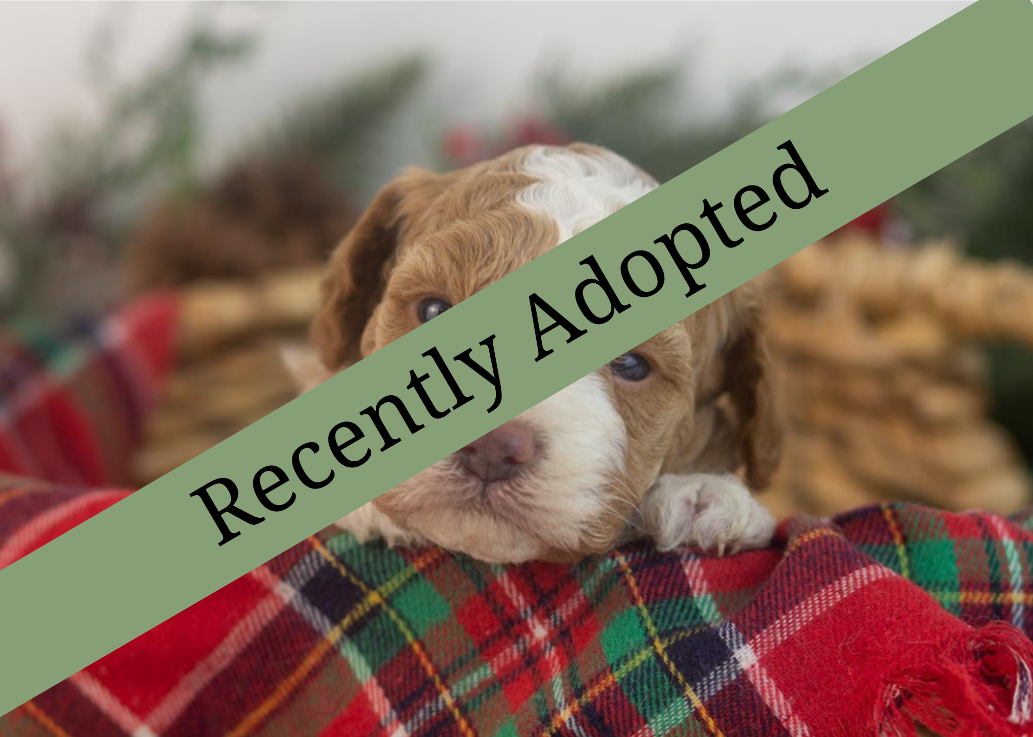 goldendoodle for sale