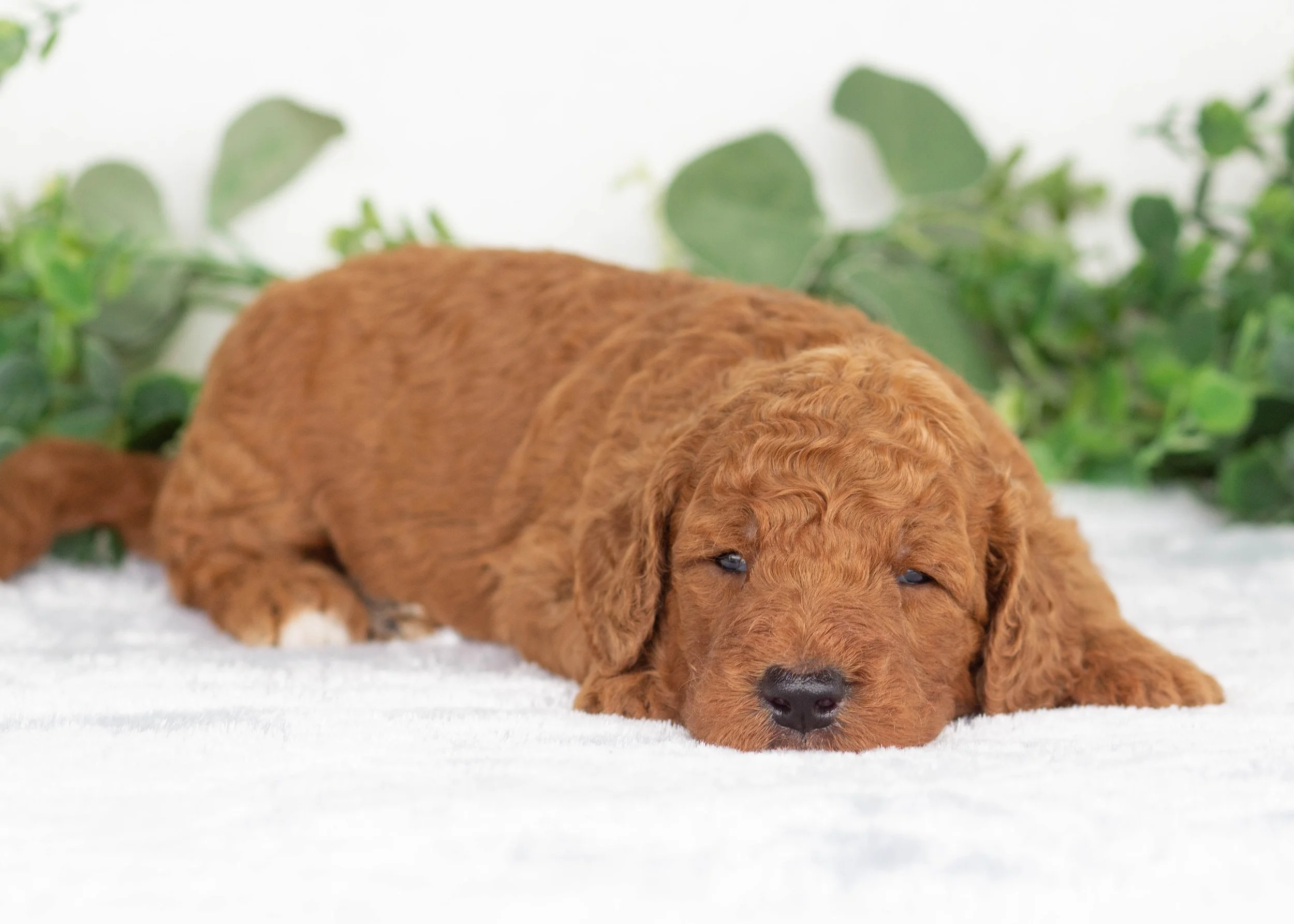 Astrid Goldendoodle for sale(3).jpg