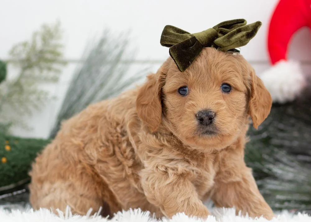 Mac goldendoodles for sale(2).jpg