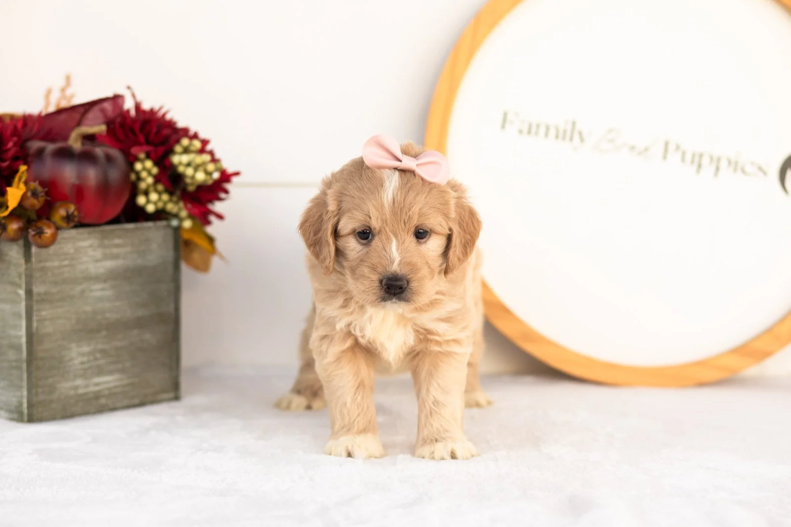 Ruby goldendoodle for sale(3).jpg