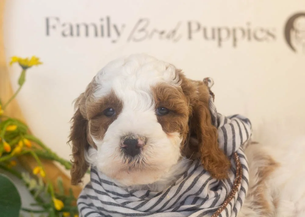 mustang goldendoodle for sale(2).jpg