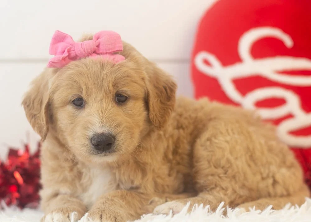 Lolly goldendoodle for sale(1).jpg