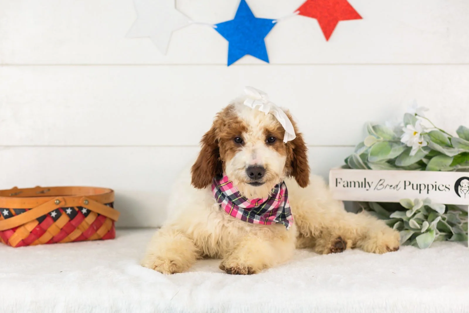 Dolly Parton goldendoodle for sale(1).jpg