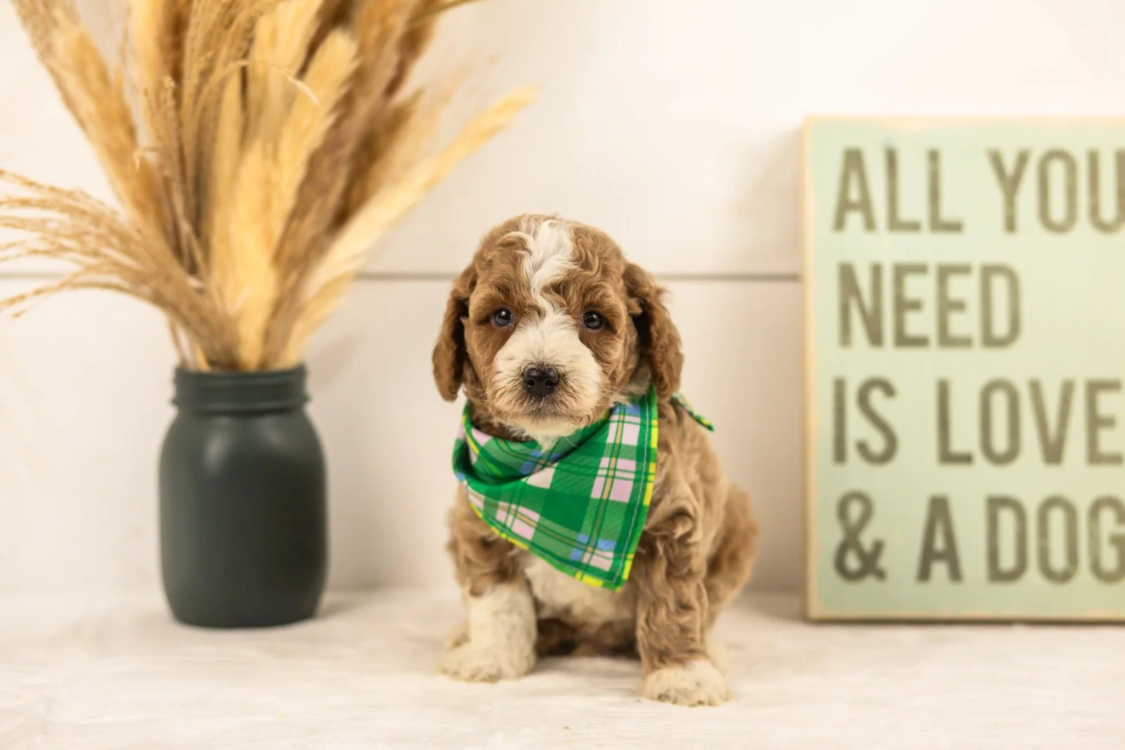 Sage goldendoodle for sale.jpg