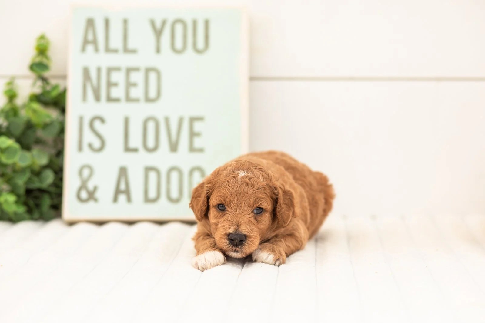 Fancy goldendoodle for sale.jpg