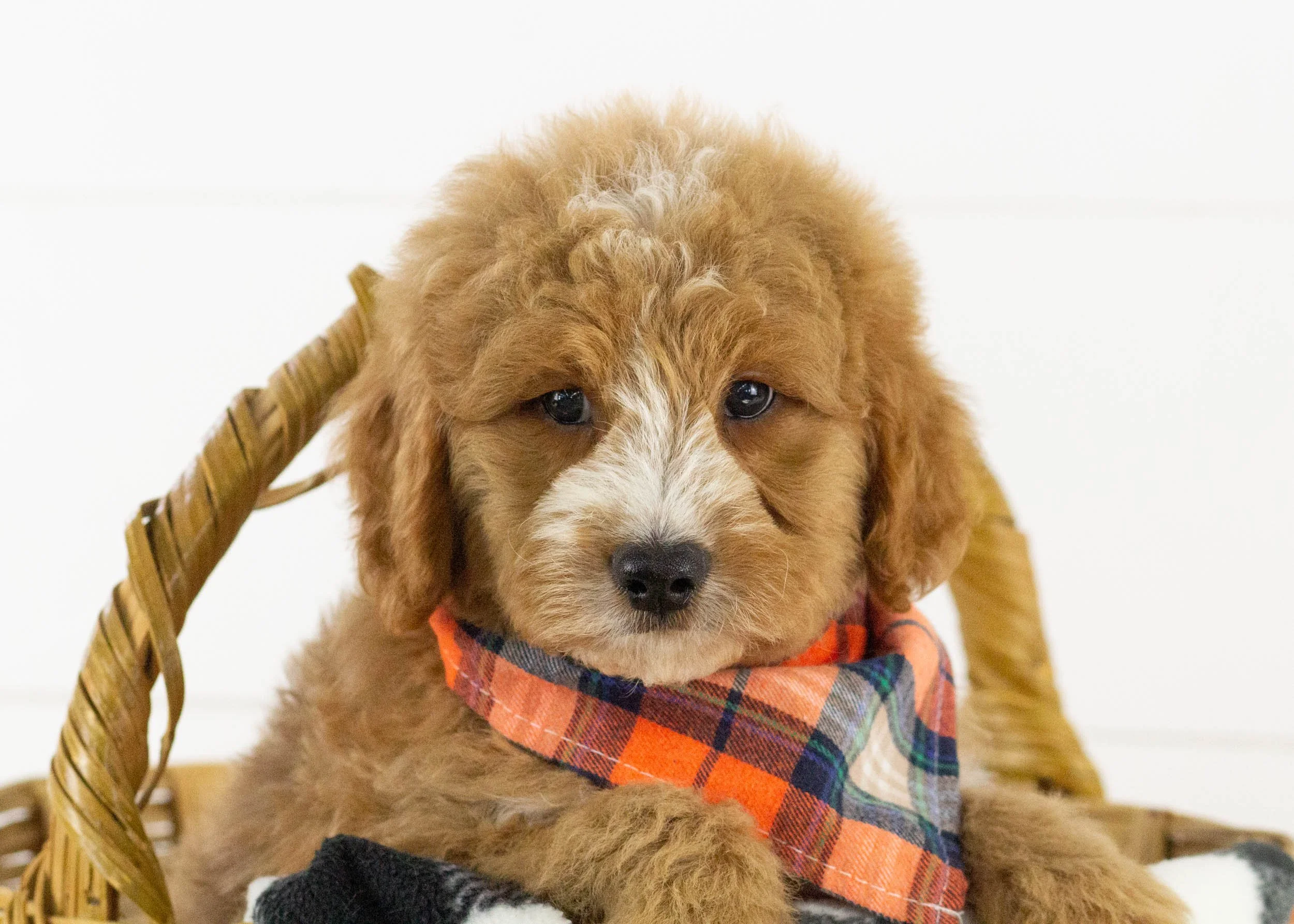 Hawk goldendoodle for sale(1).jpg