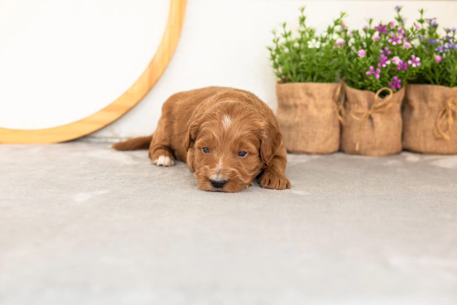 Squirte goldendoodle for sale.jpg