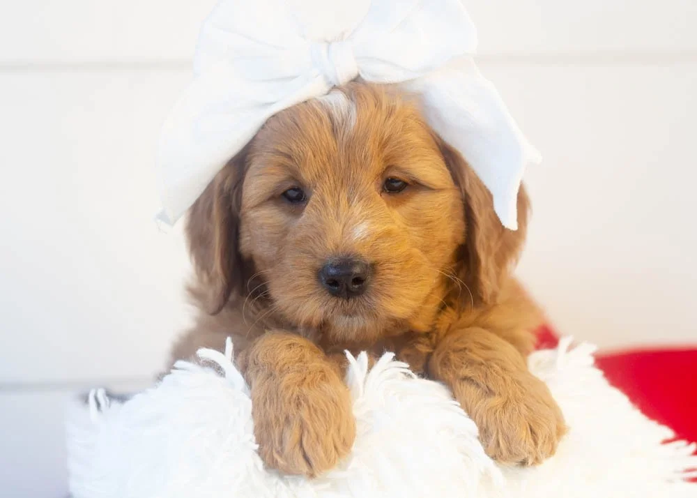 Meatball goldendoodle for sale.jpg