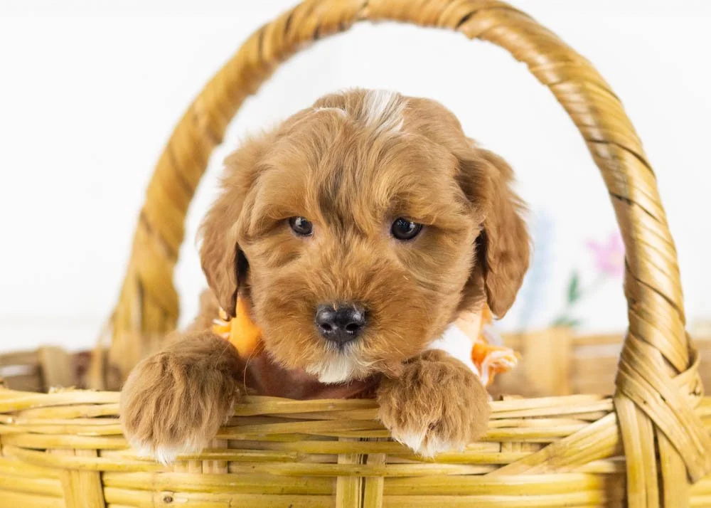 goldendoodle for sale