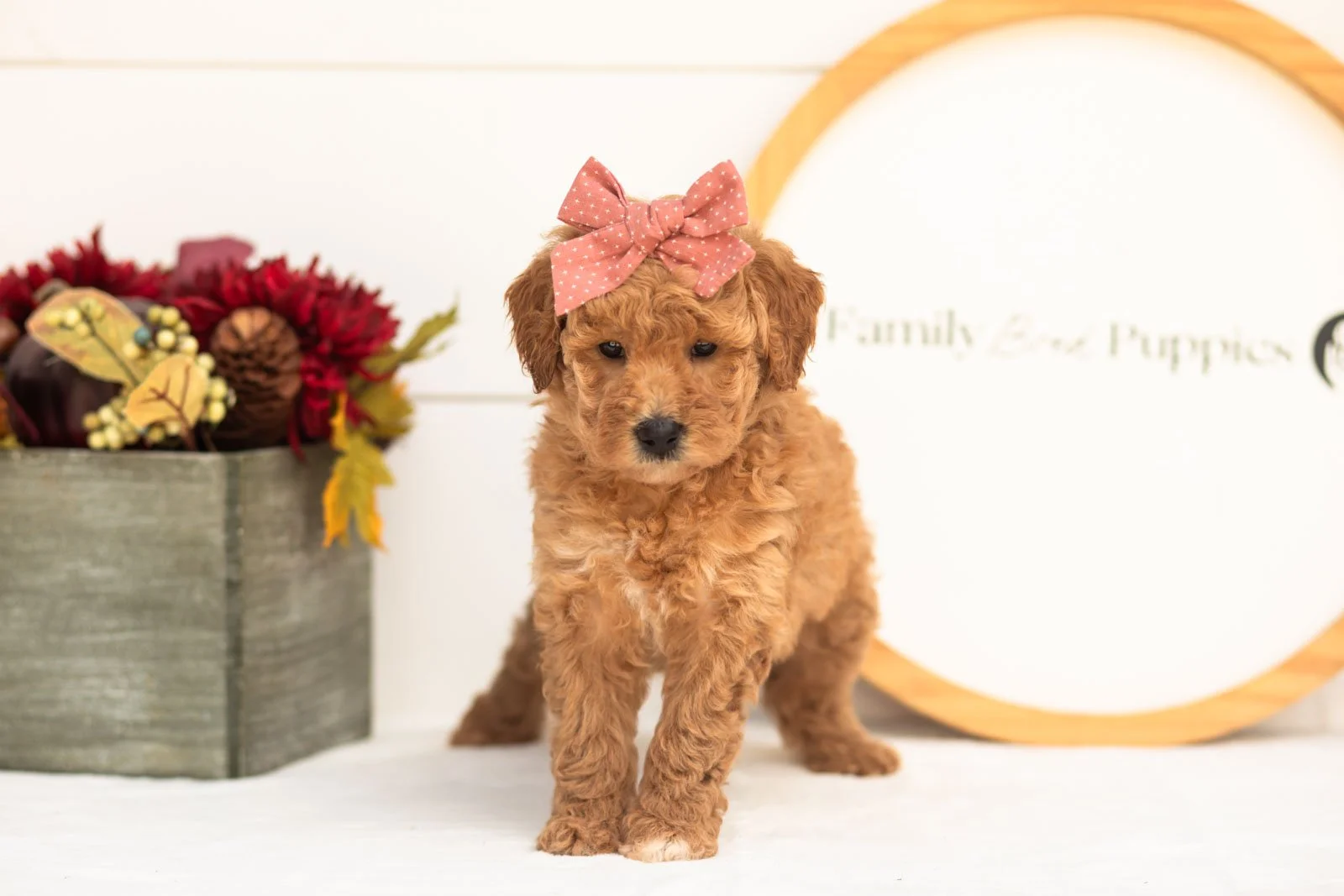 Butterfly goldendoodle for sale(3).jpg