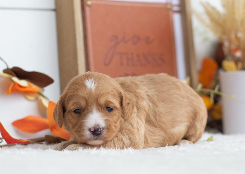 Jingle Goldendoodle for sale(4).jpg