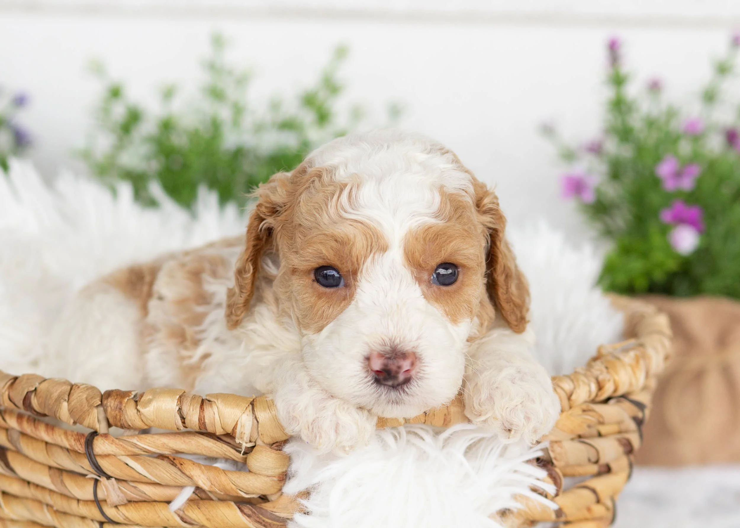 Hallie Goldendoodle For Sale(3).jpg