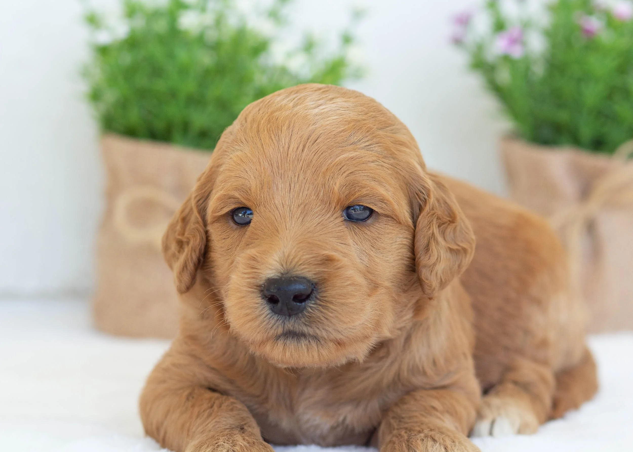 Pebbles goldendoodle for sale4.jpg