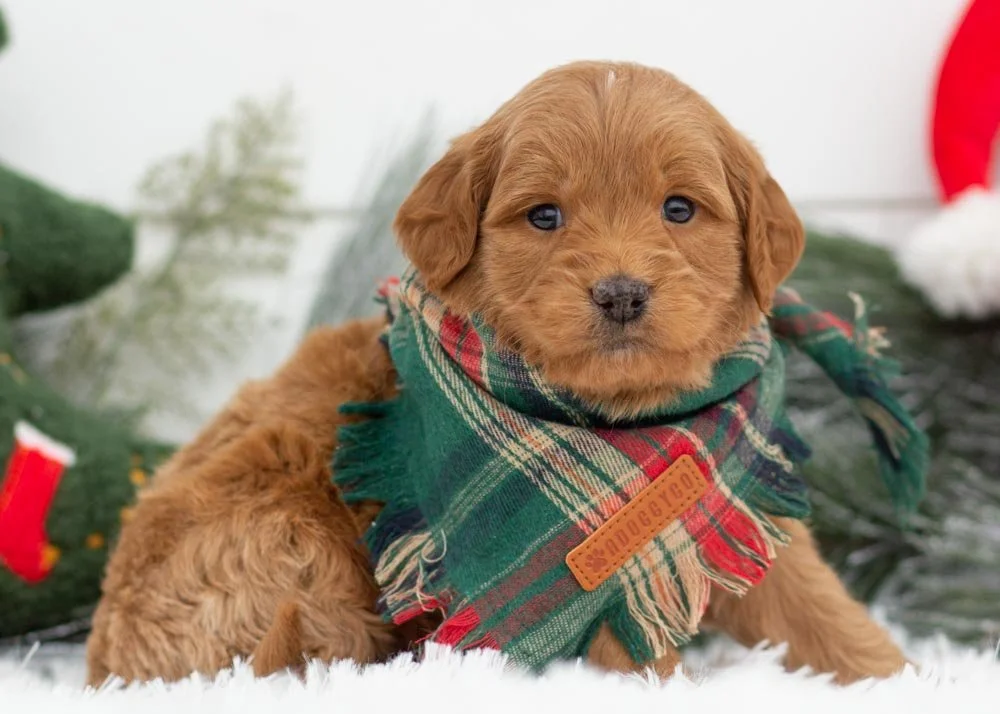 Ham goldendoodles for sale(3).jpg