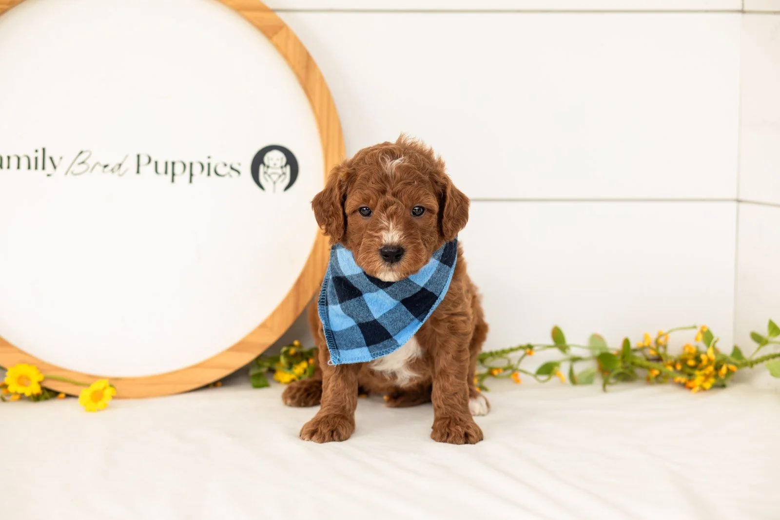 Psyduck goldendoodle for sale(1).jpg