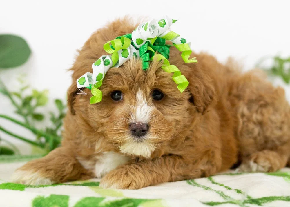 Mocha 1-10-26 Princess 3. 0oz-3.jpg