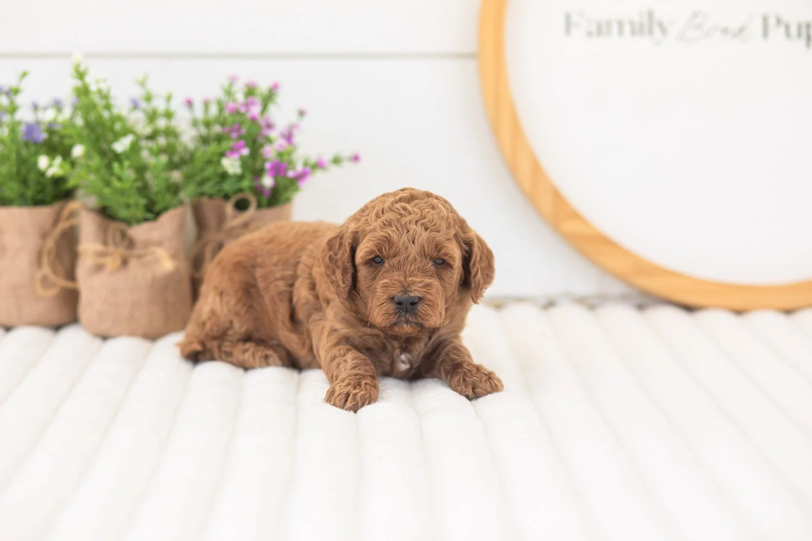 mallory goldendoodle for sale(1).jpg