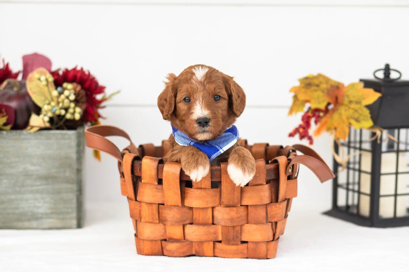 Tigger goldendoodle for sale.jpg