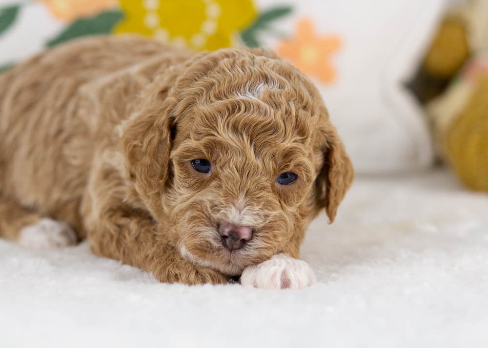 milo goldendoodle for sale(3).jpg