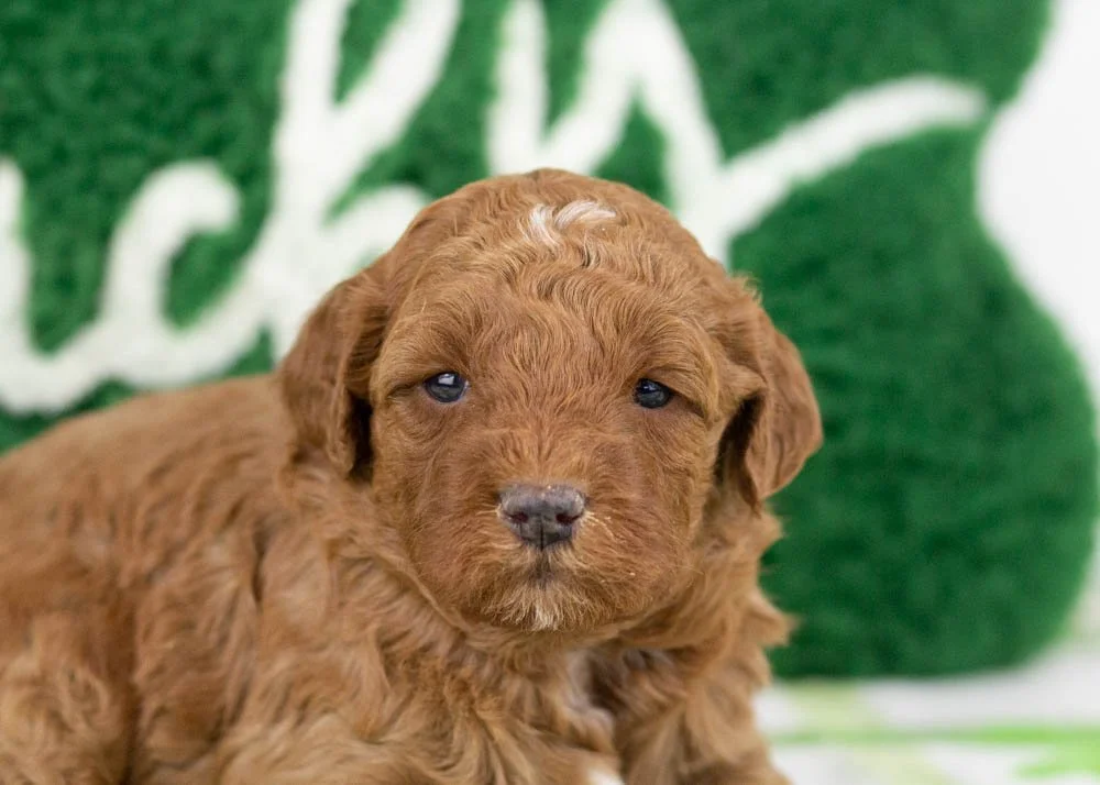 Hopper goldendoodle for sale(3).jpg