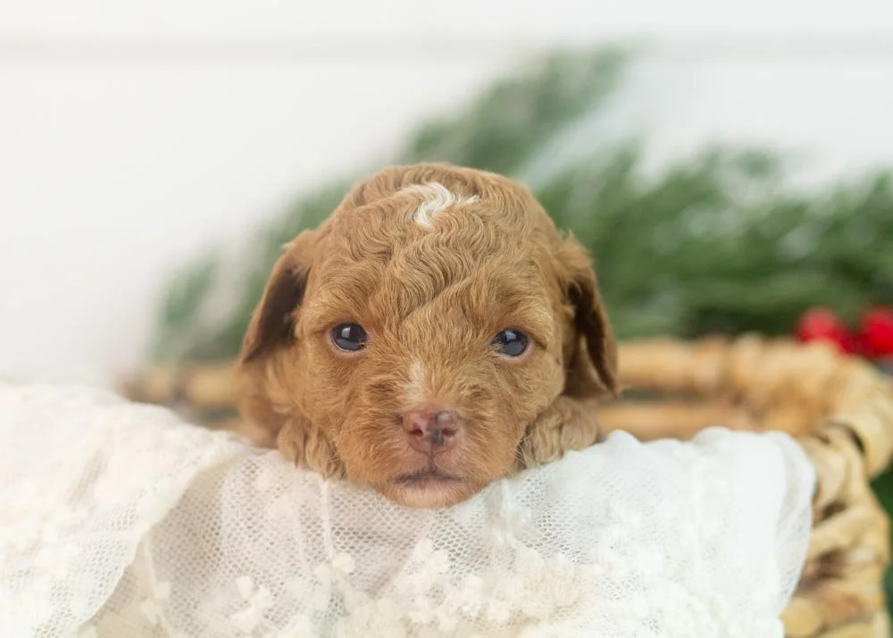 Peach goldendoodle for sale(1).jpg