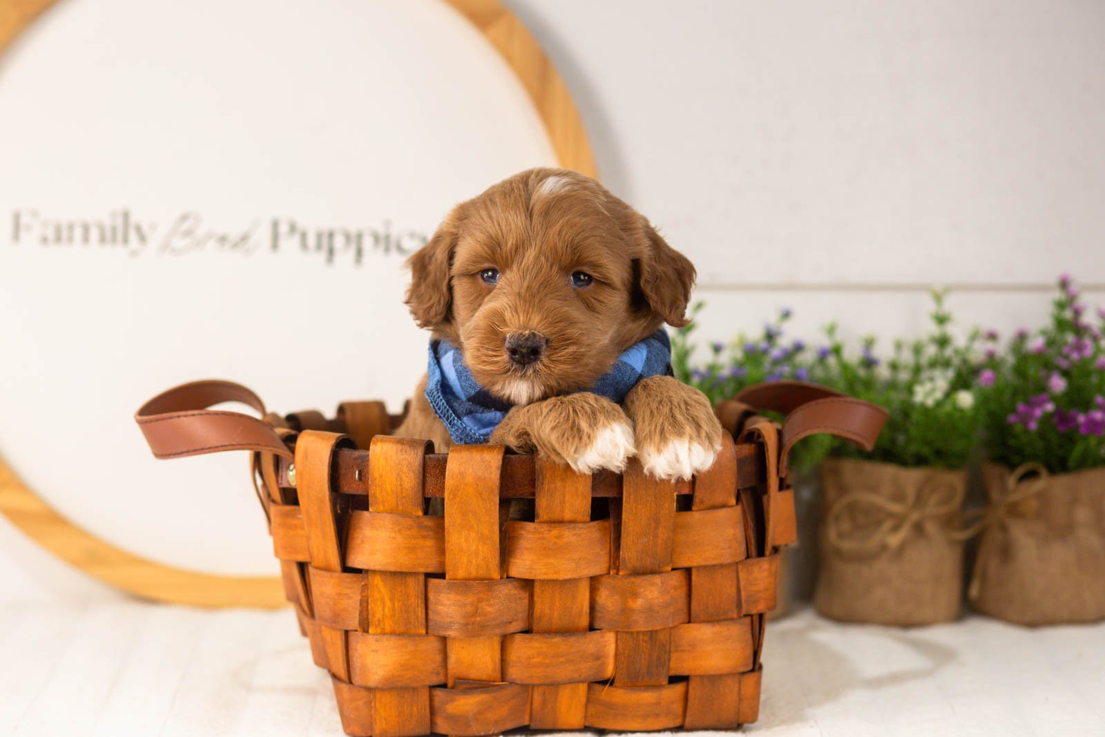 Brave goldendoodle for sale(4).jpg