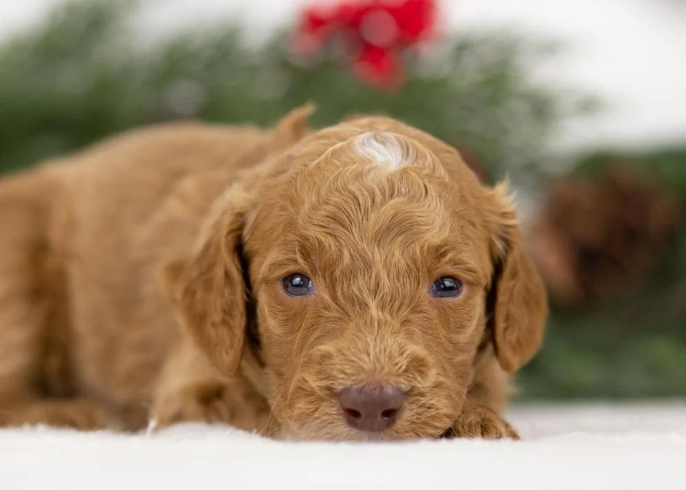  Spur goldendoodle for sale.jpg