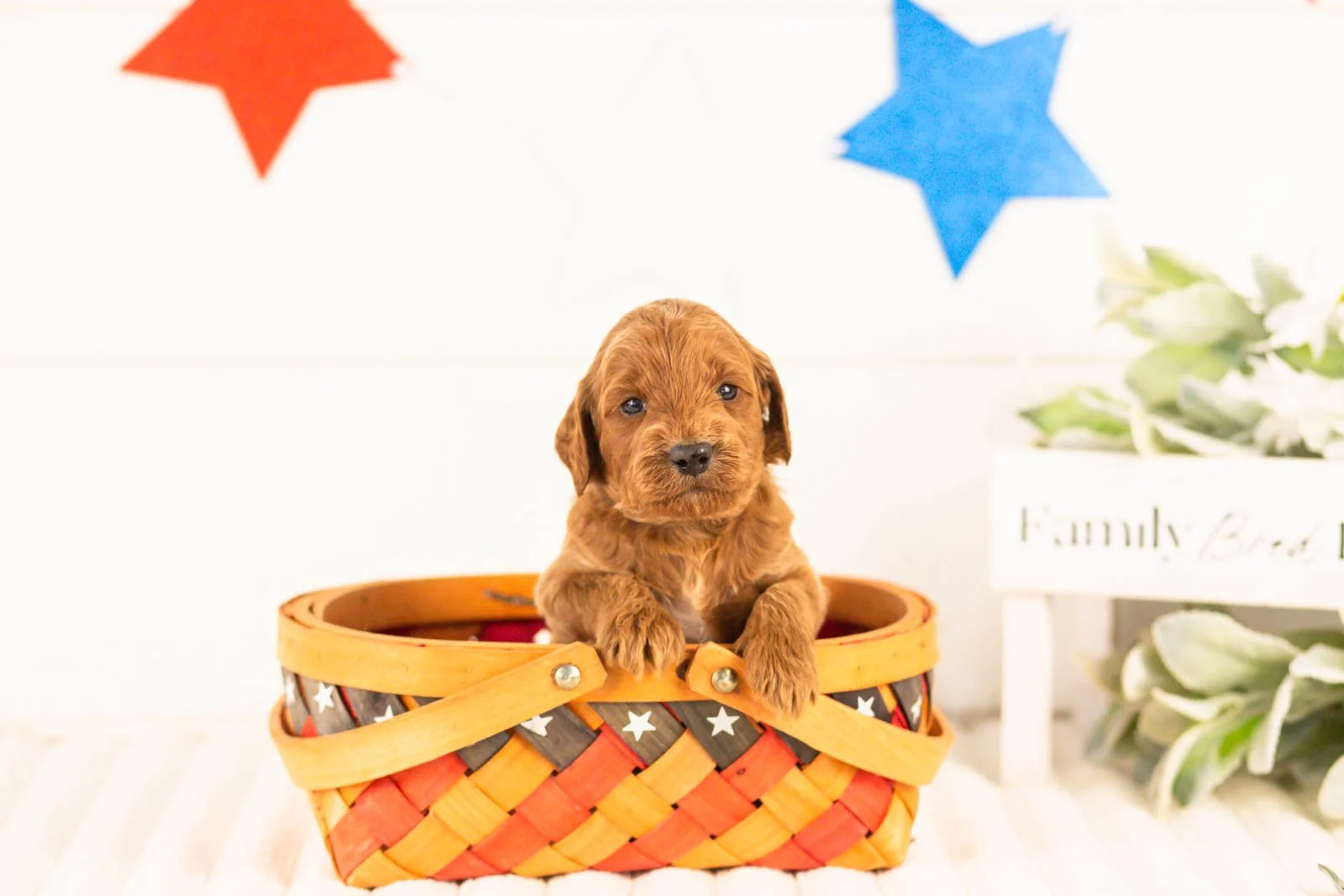 Teton goldendoodle for sale(4).jpg