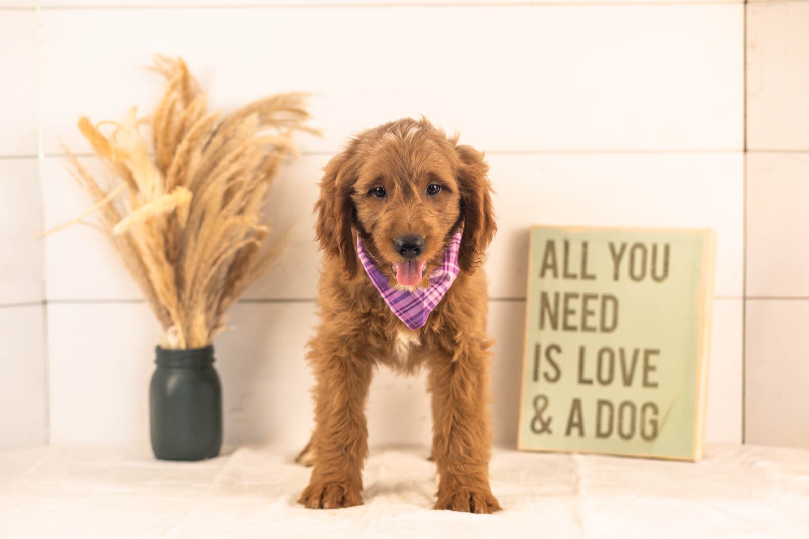 Oscar goldendoodle for sale(4).jpg