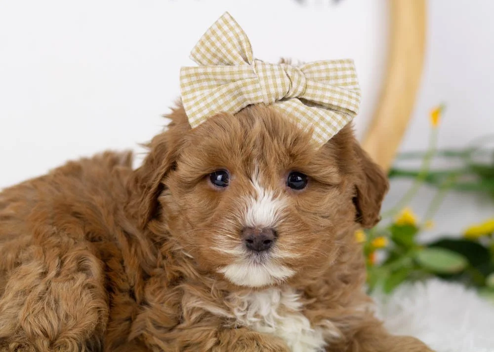 Princess goldendoodle for sale(3).jpg