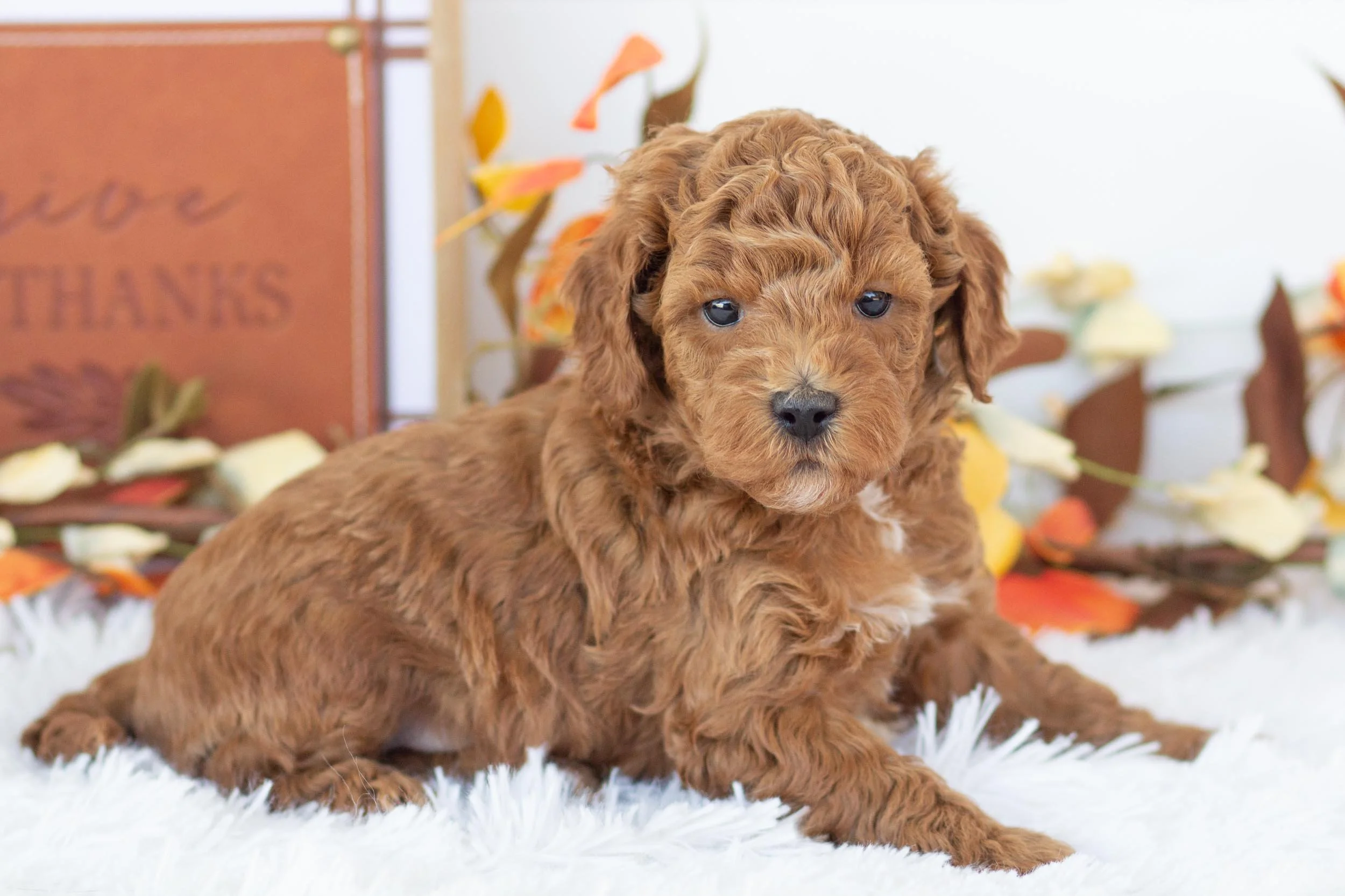 jogger goldendoodle for sale(2).jpg