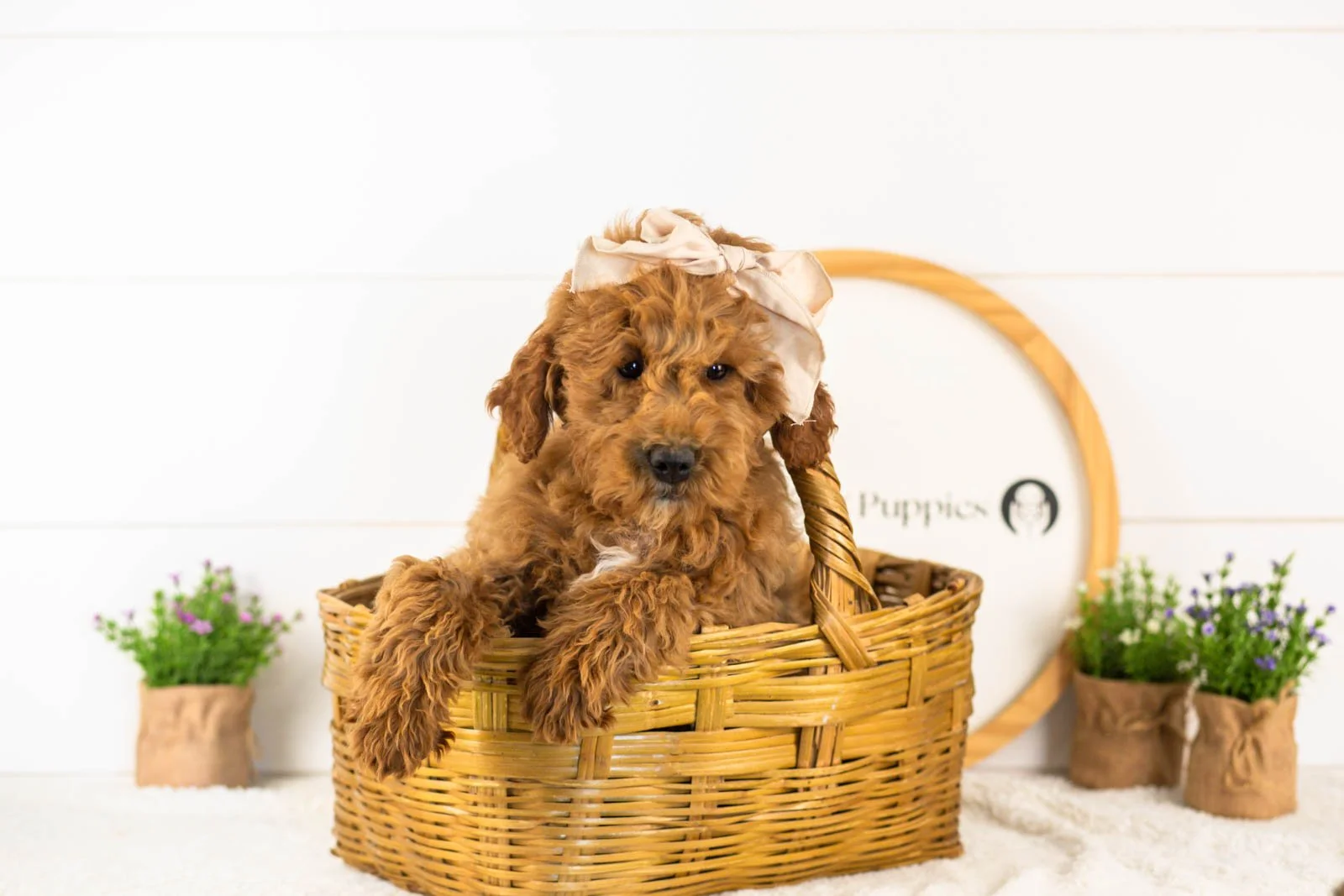 icicle goldendoodle for sale(2).jpg