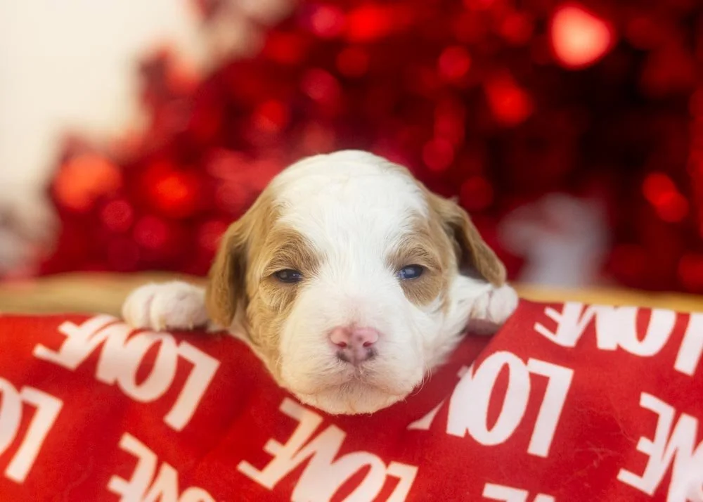 Porsche goldendoodle for sale.jpg