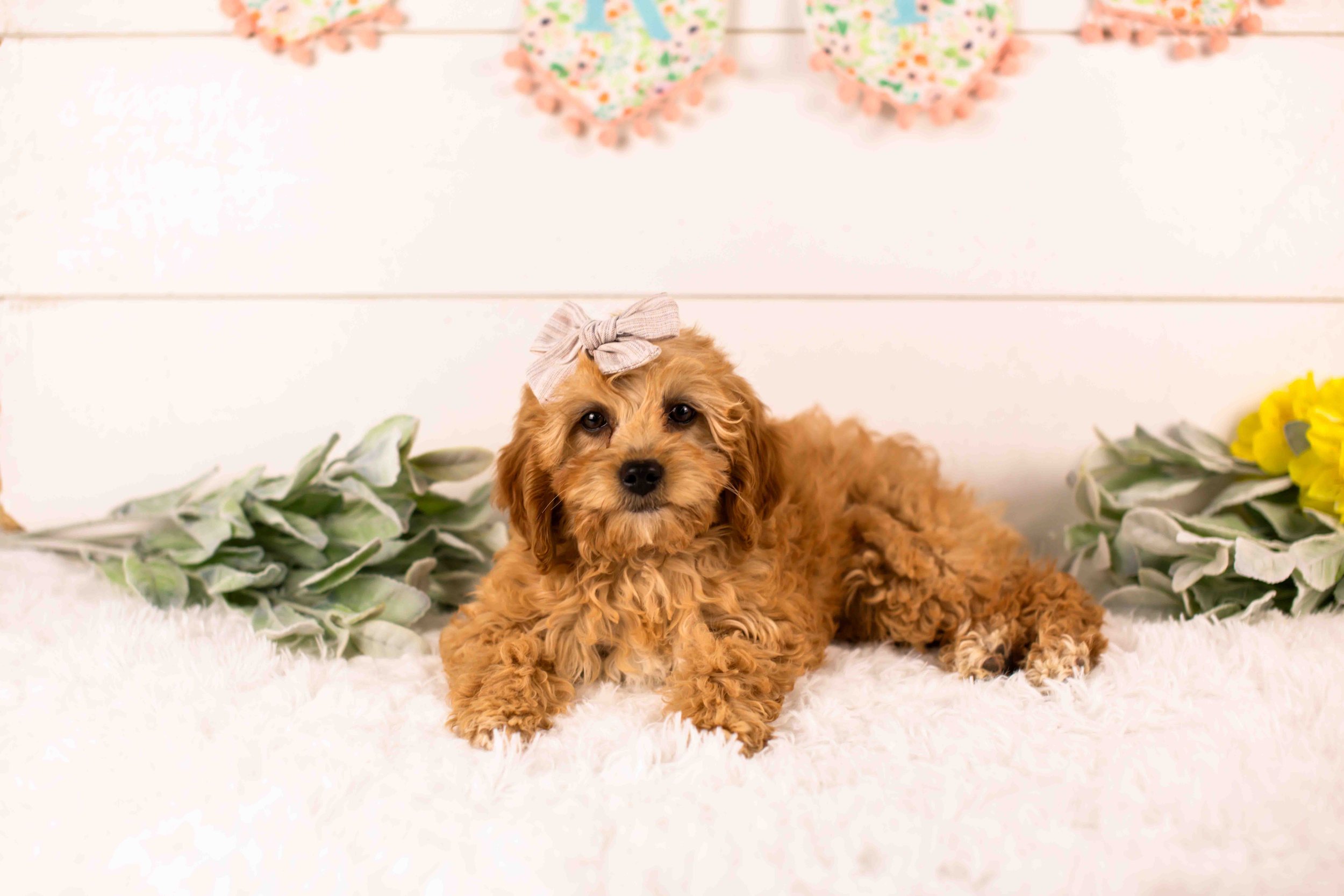 Bo Peep goldendoodle for sale.jpg