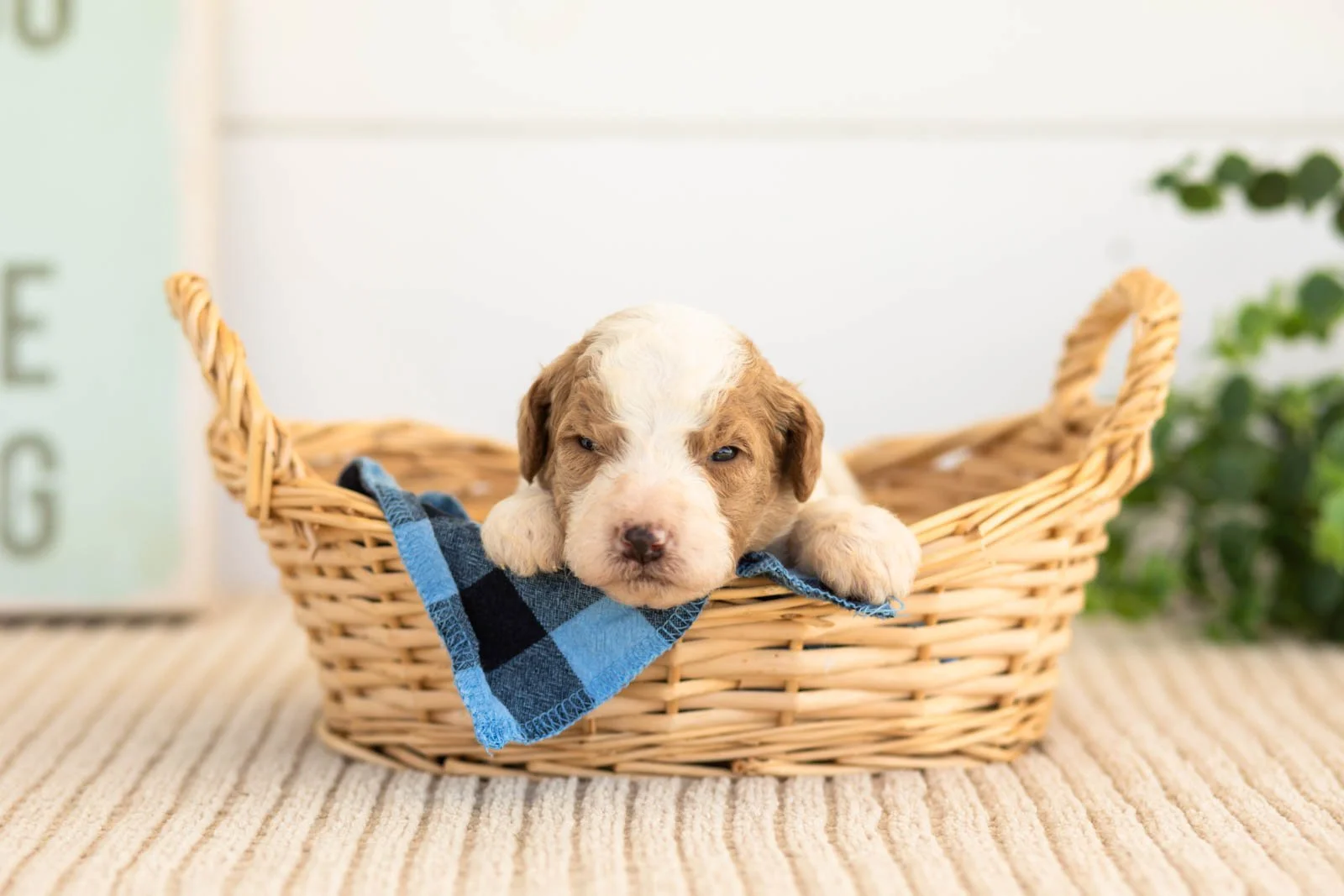 Rocky goldendoodle for sale(3).jpg