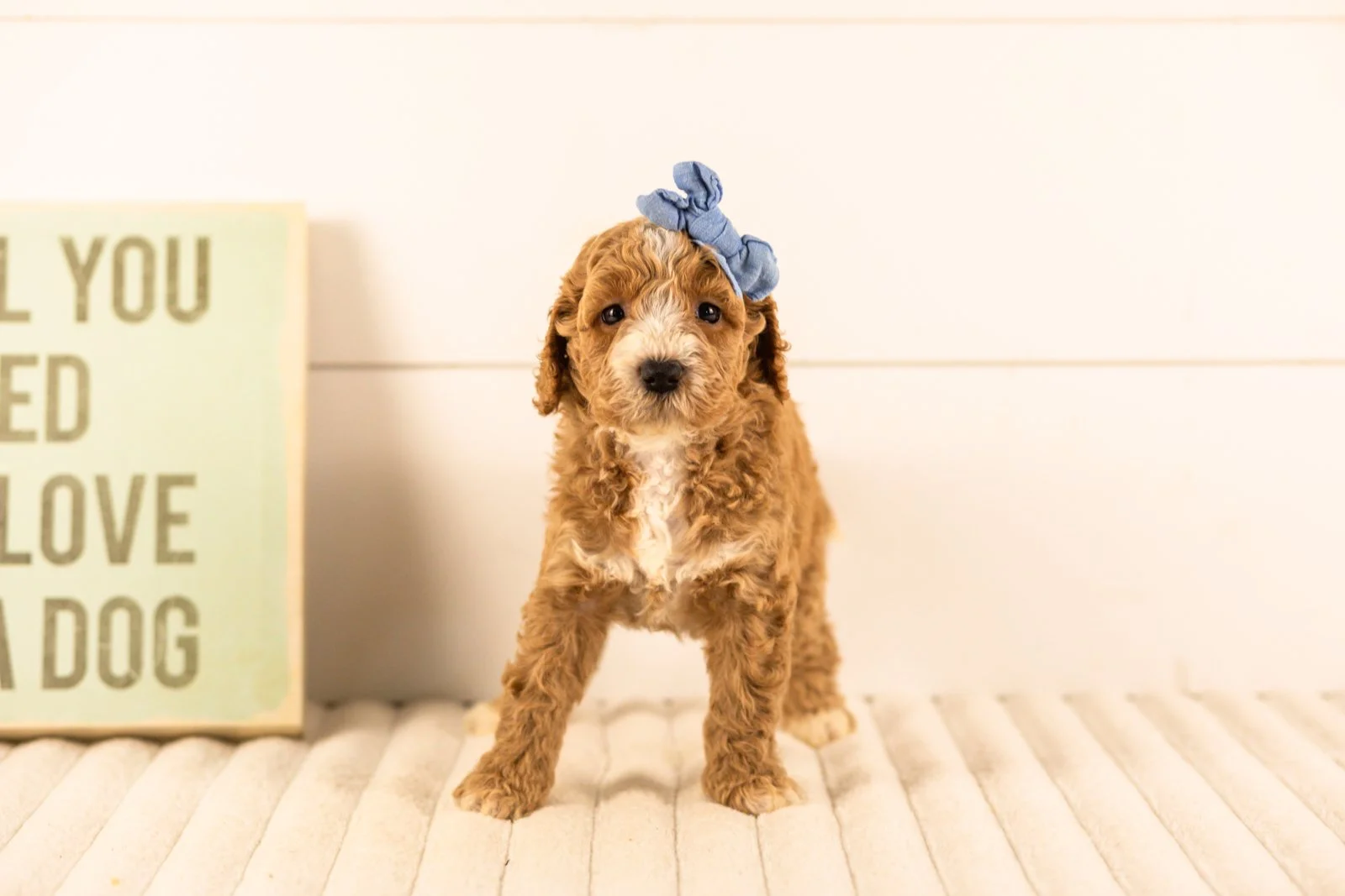 Lola goldendoodle for sale(3).jpg