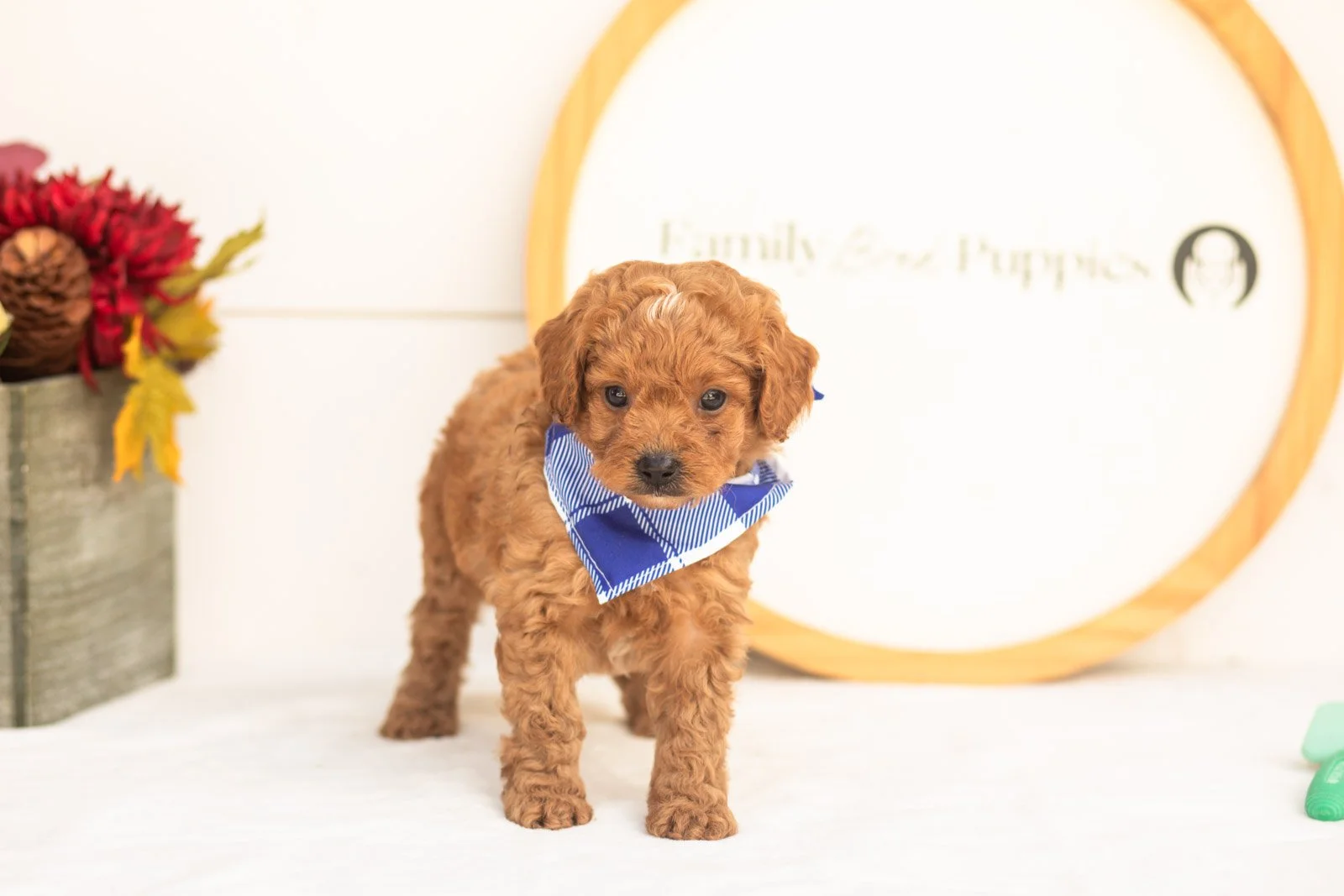 Firefly goldendoodle for sale(3).jpg