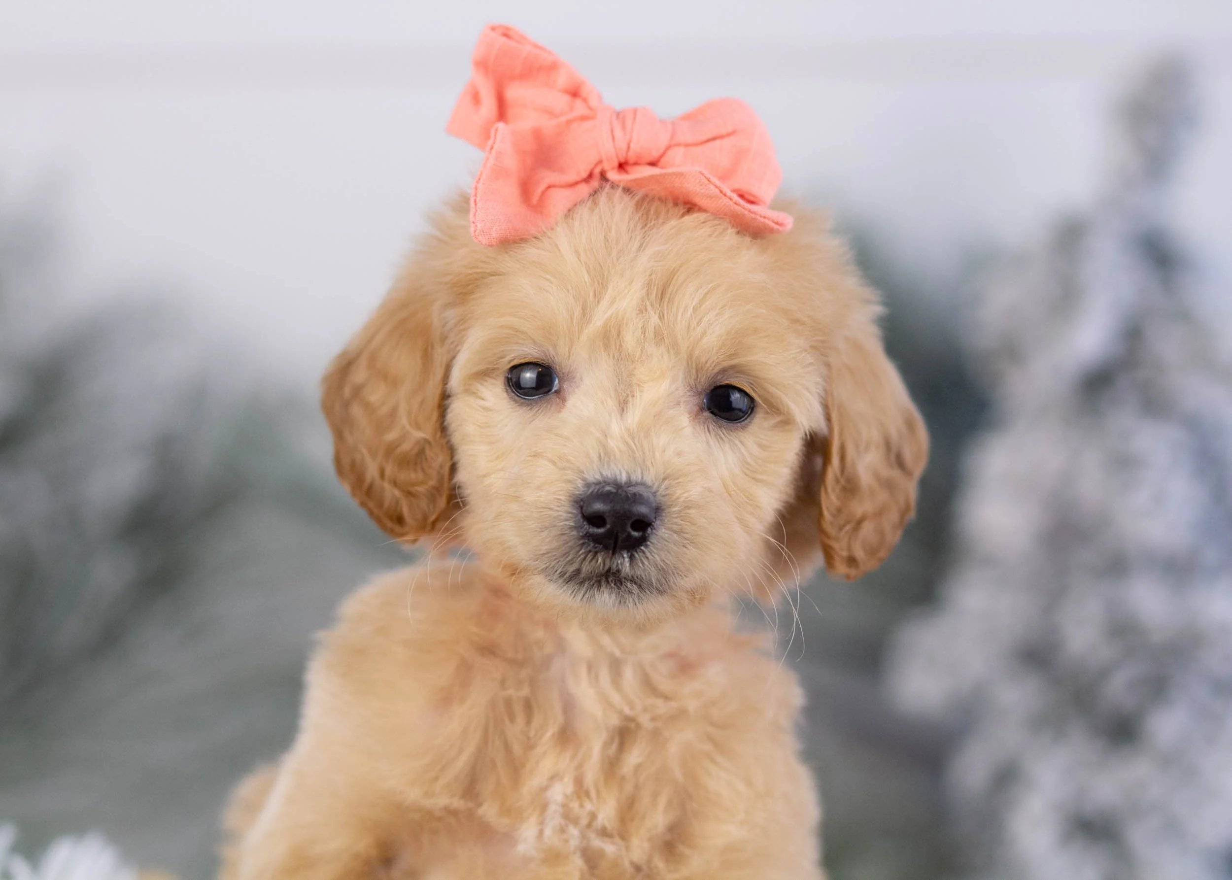 Mayday The Real Pitbull Chico Lopez Mayday Pitbull Puppies For