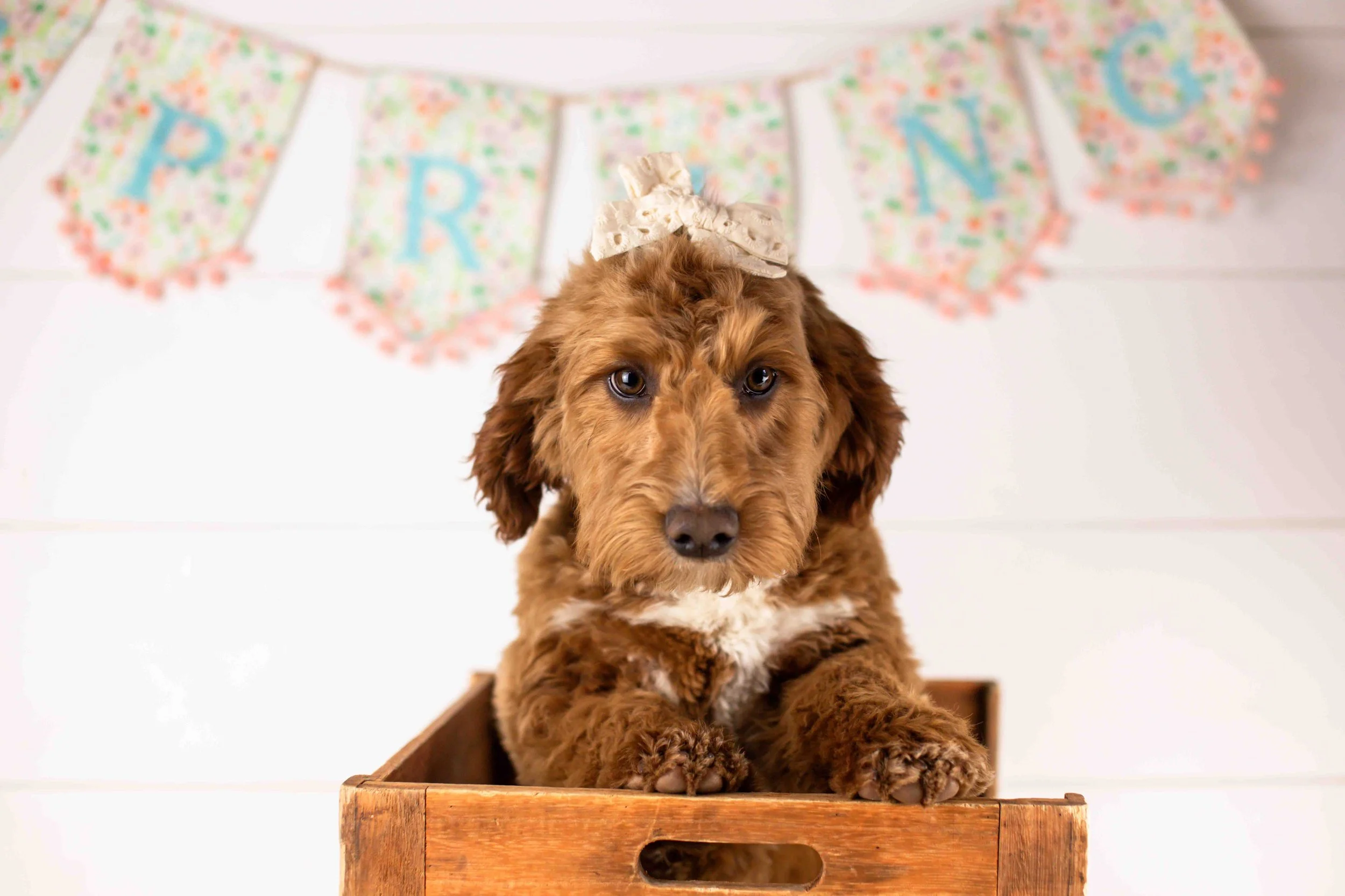 goldendoodle for sale