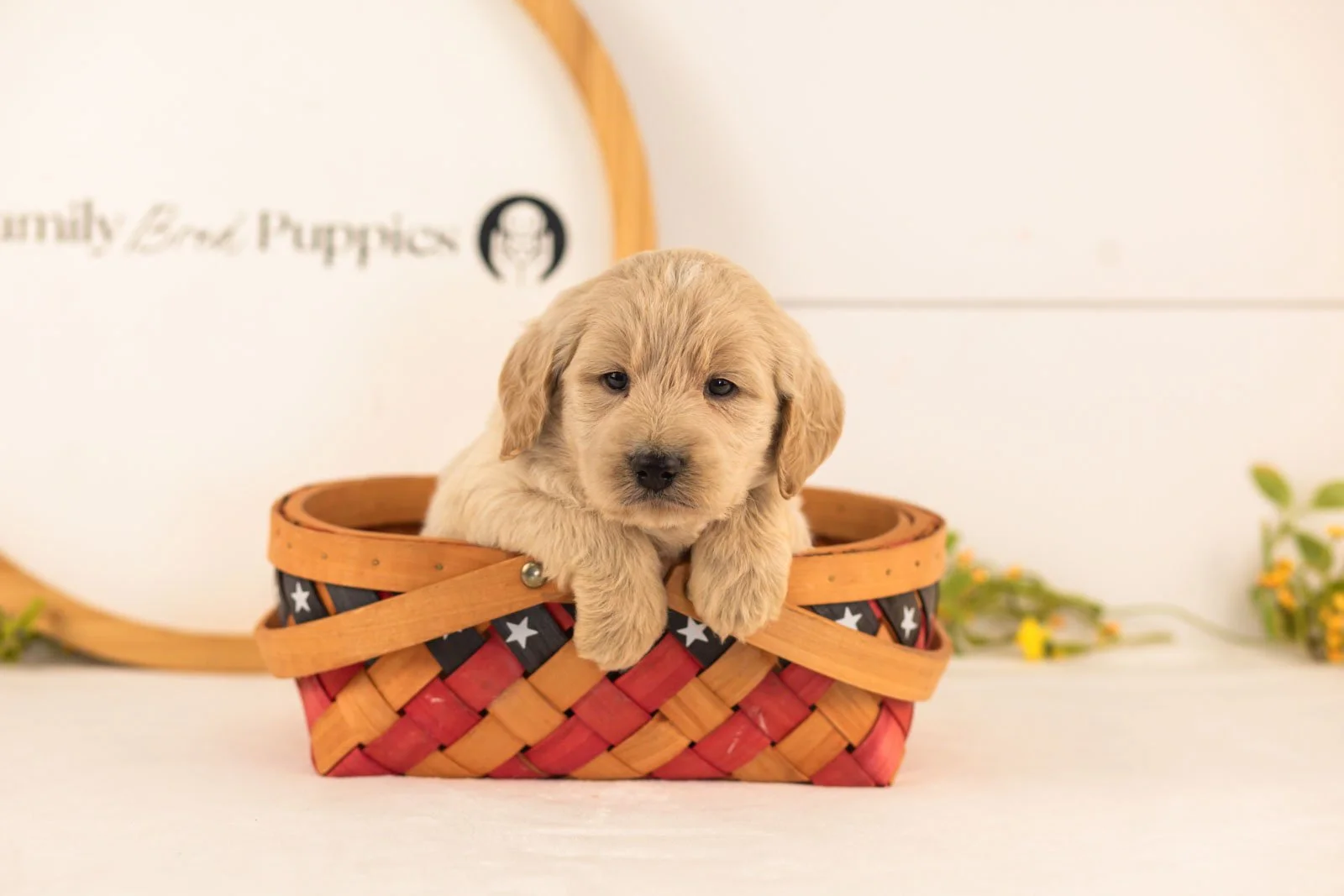 Chip goldendoodle for sale(3).jpg