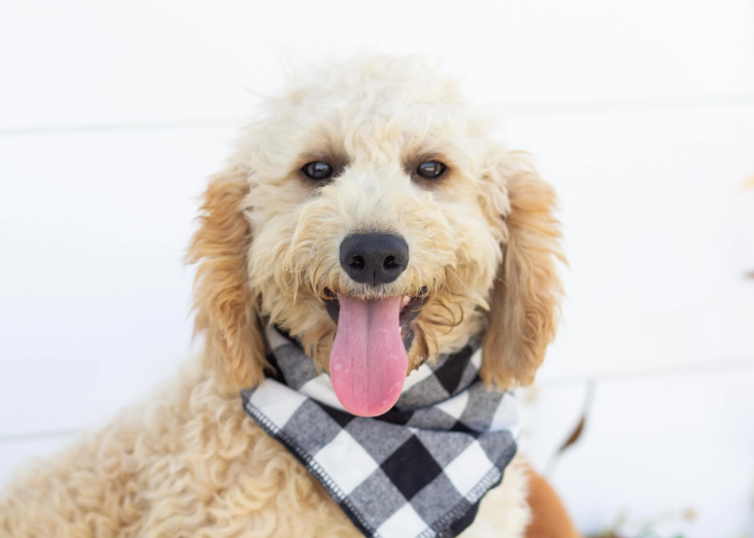 Taki goldendoodle for sale.jpg