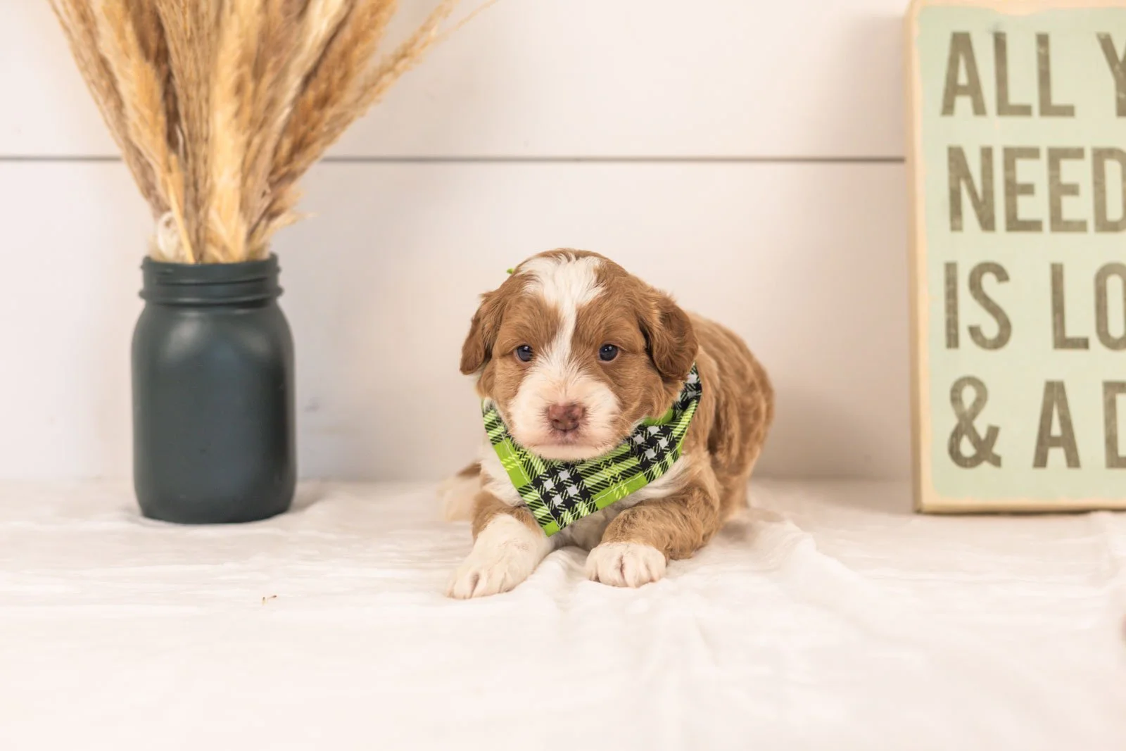 Milo goldendoodle for sale.jpg