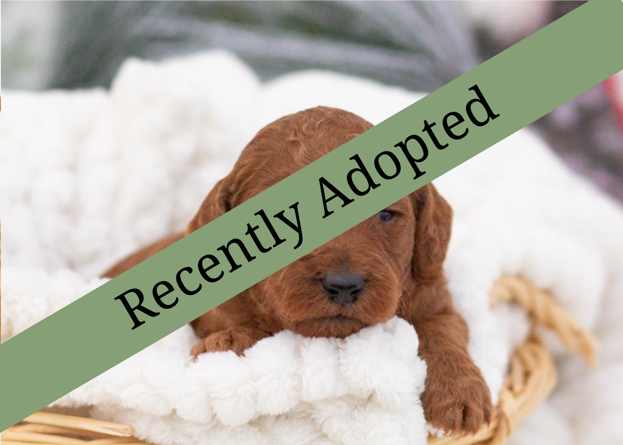 goldendoodle for sale