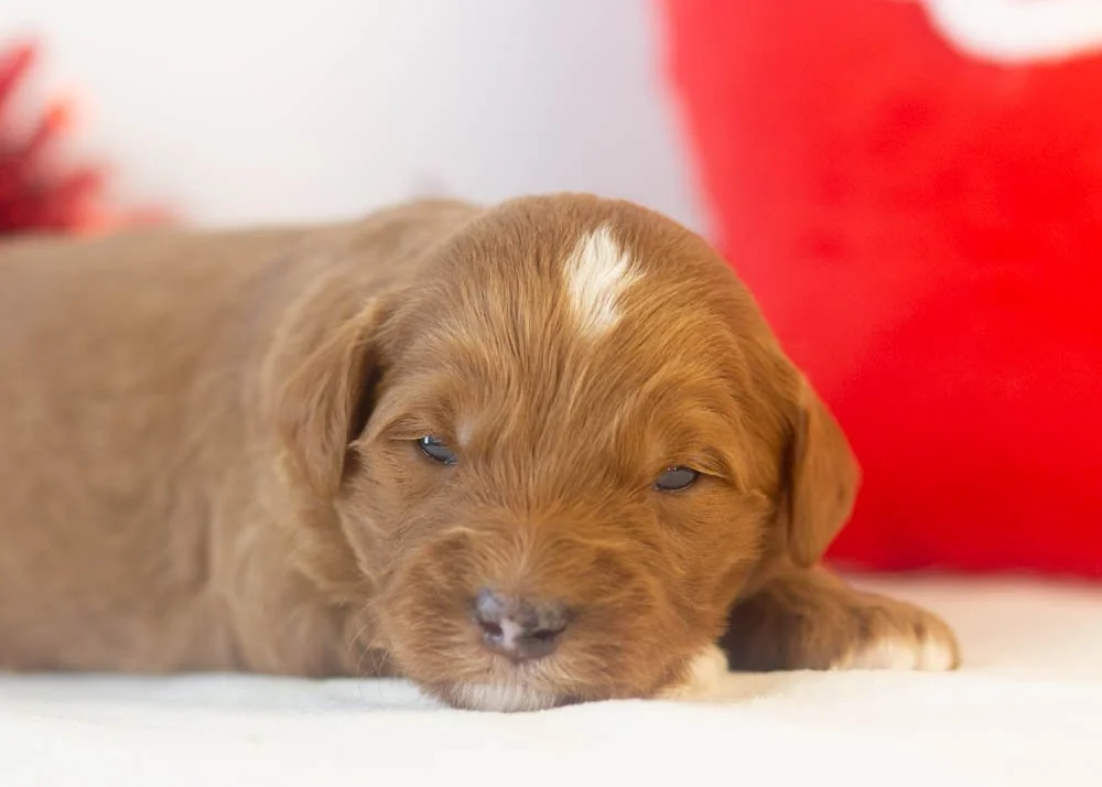 Frank goldendoodle for sale(2).jpg
