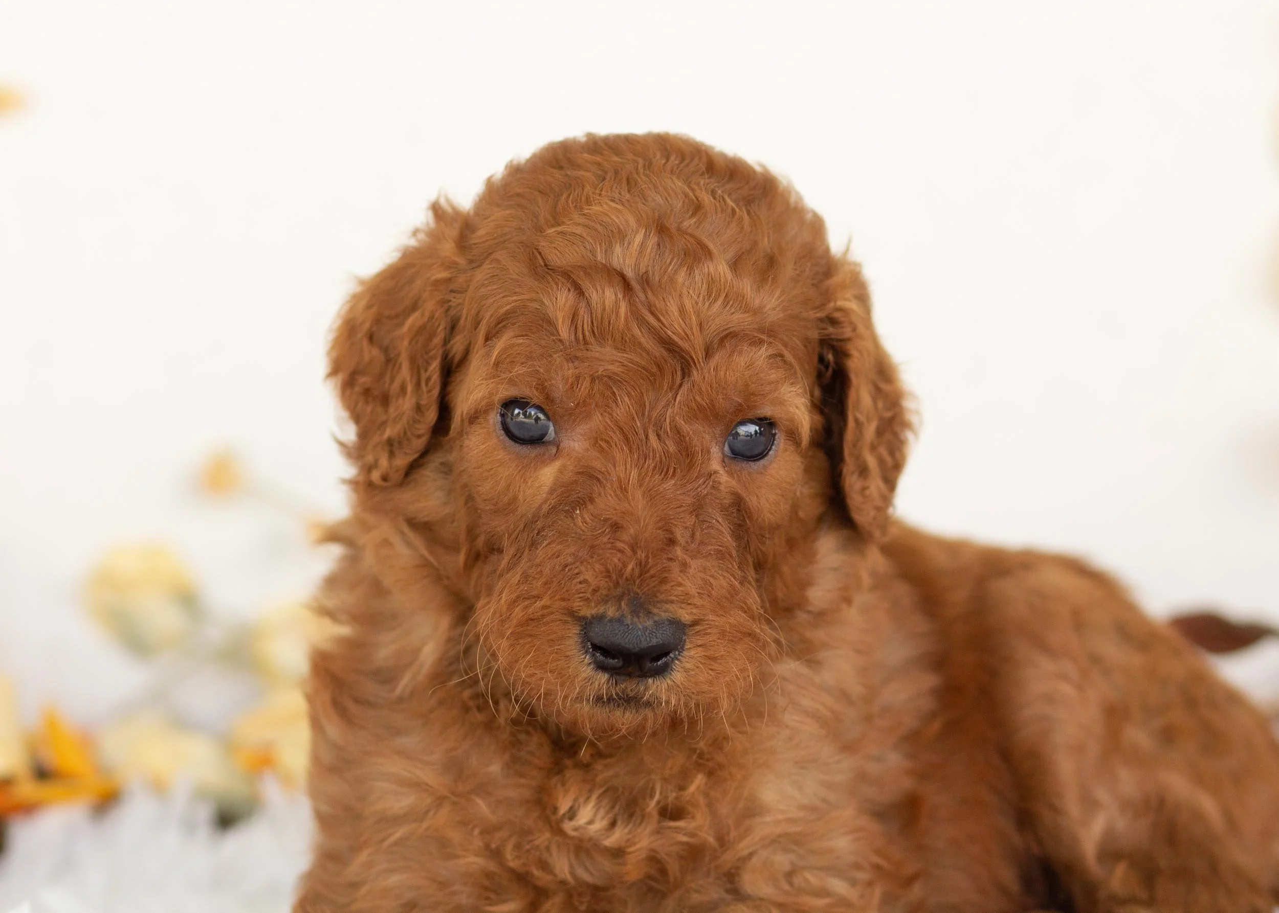 Leonardo goldendoodle for sale(1).jpg