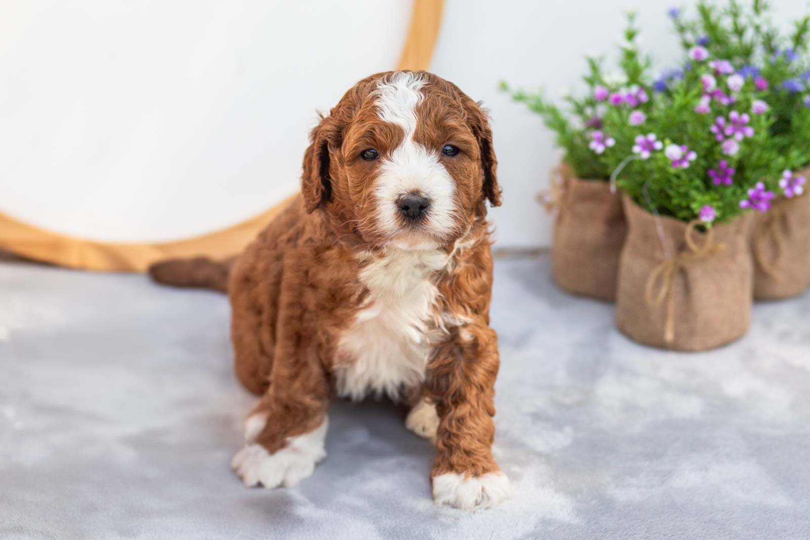 Sesame goldendoodle for sale(1).jpg