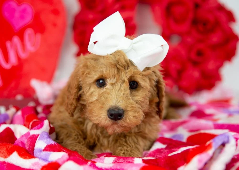 bingo goldendoodle for sale(2).jpg