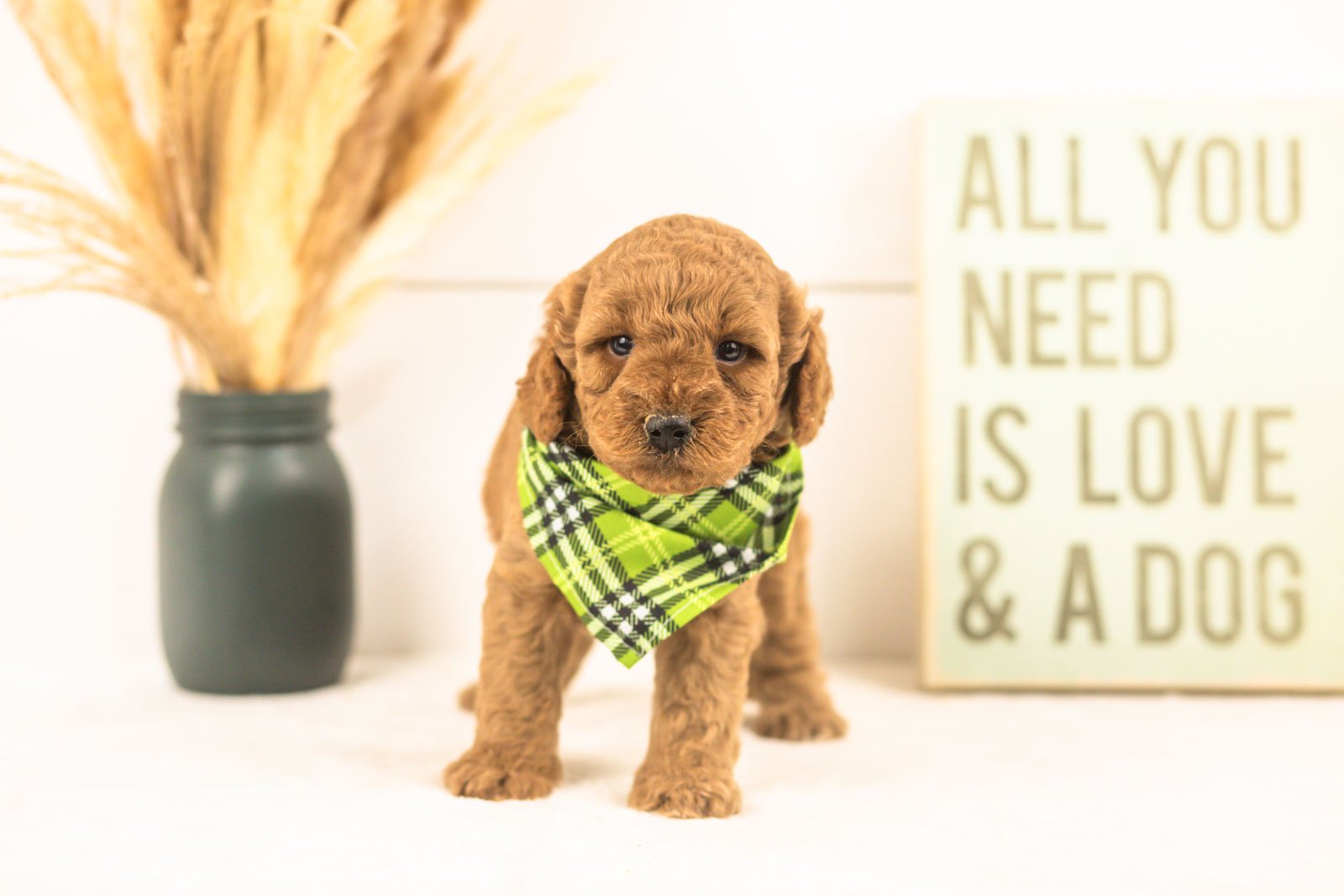Sprout goldendoodle for sale(4).jpg