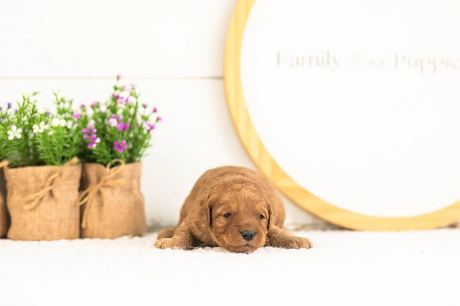 Reef goldendoodle for sale.jpg